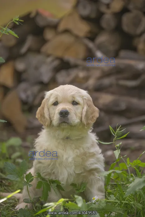  : Golden Retriever dog puppy outdoors