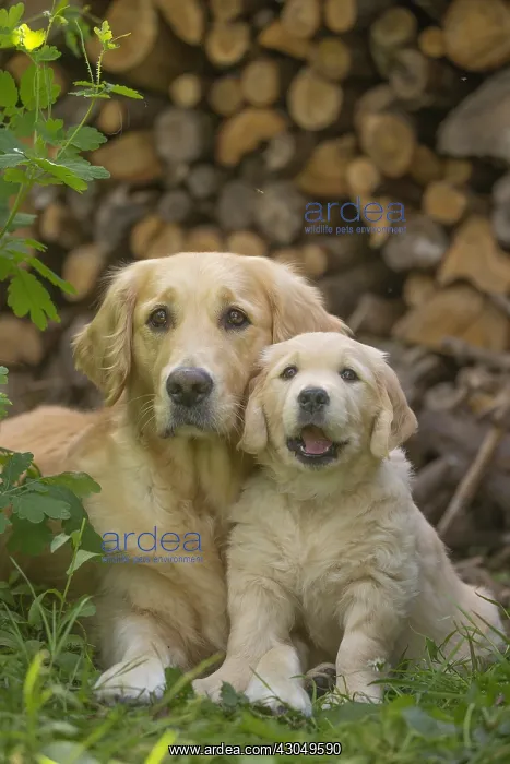  : Golden Retriever dog with puppy outdoors