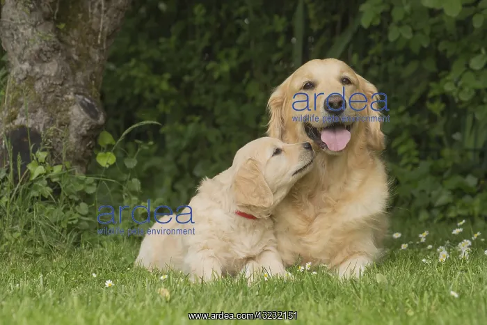  : Golden Retriever dog with puppy outdoors