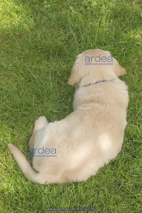  : Golden Retriever dog puppy outdoors