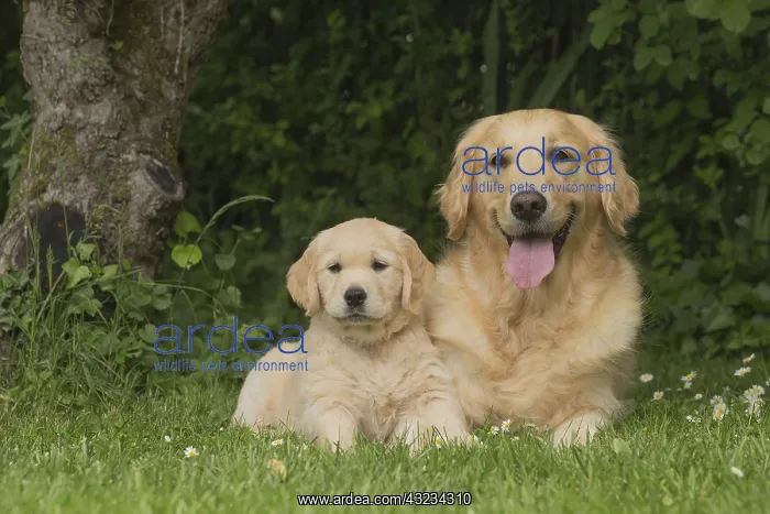  : Golden Retriever dog with puppy outdoors