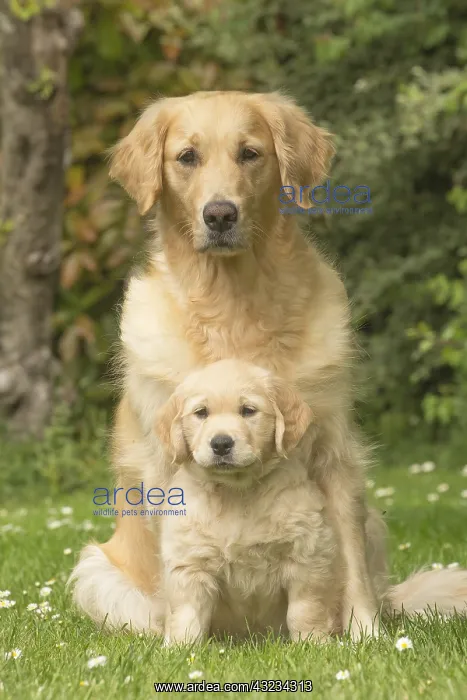  : Golden Retriever dog with puppy outdoors
