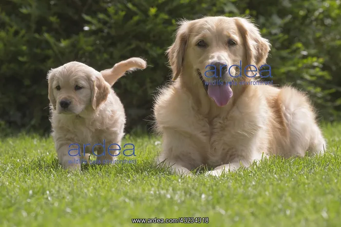  : Golden Retriever dog with puppy outdoors