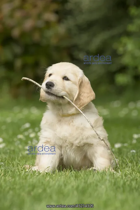  : Golden Retriever dog puppy outdoors