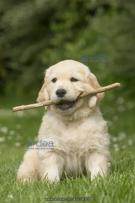  : Golden Retriever dog puppy outdoors