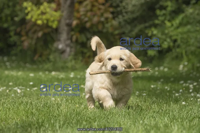  : Golden Retriever dog puppy outdoors
