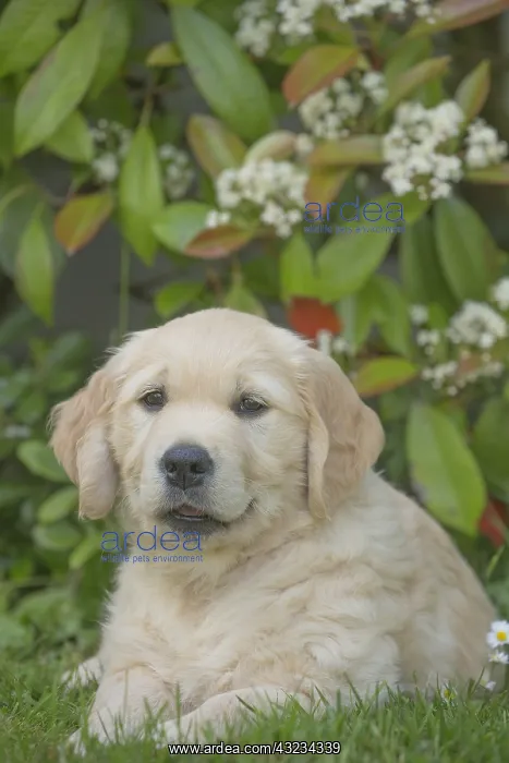  : Golden Retriever dog puppy outdoors