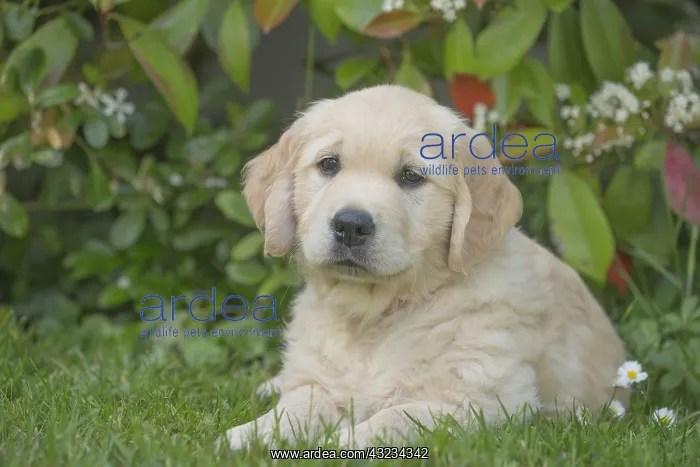  : Golden Retriever dog puppy outdoors