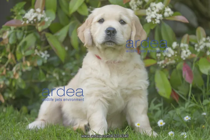  : Golden Retriever dog puppy outdoors