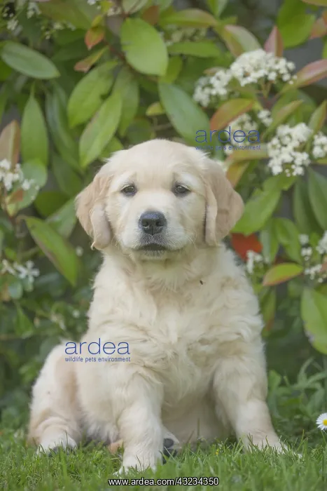  : Golden Retriever dog puppy outdoors