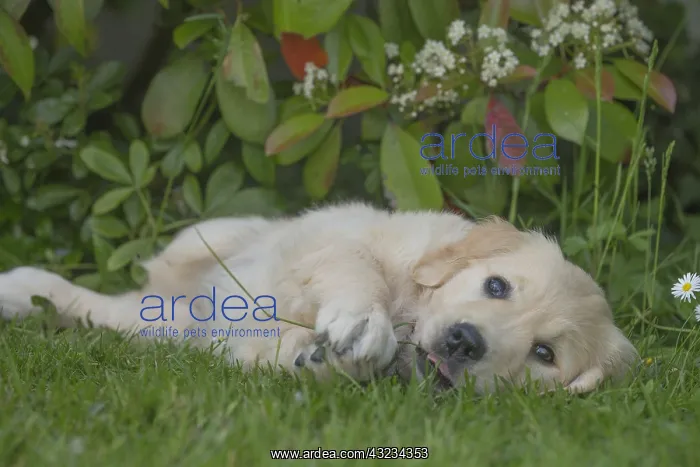  : Golden Retriever dog puppy outdoors