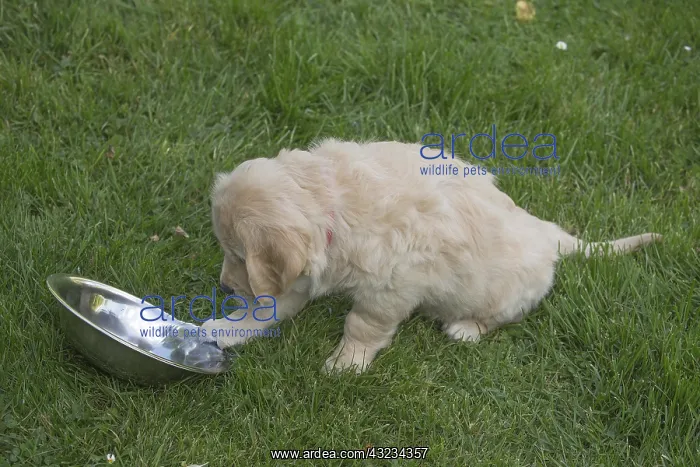  : Golden Retriever dog puppy outdoors
