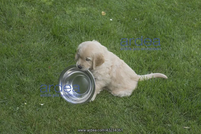  : Golden Retriever dog puppy outdoors