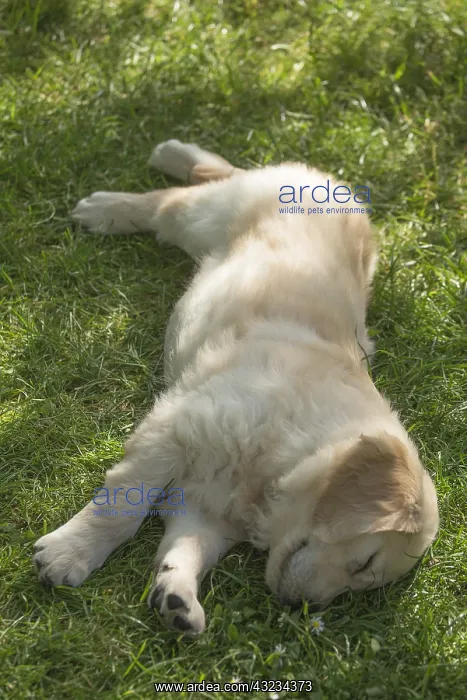  : Golden Retriever dog puppy outdoors