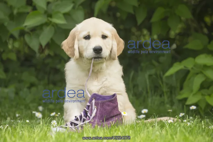  : Golden Retriever dog puppy outdoors