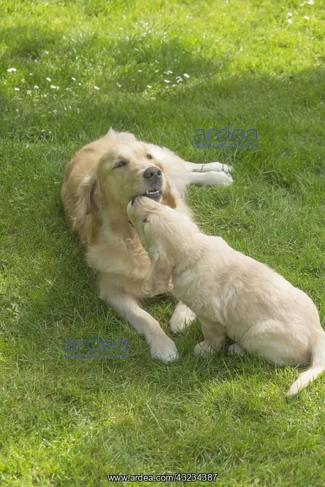  : Golden Retriever dog with puppy outdoors