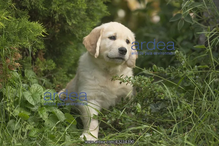  : Golden Retriever dog puppy outdoors