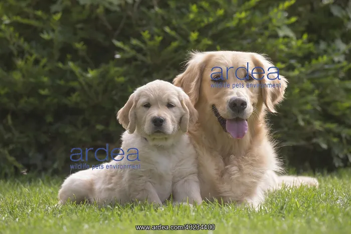  : Golden Retriever dog with puppy outdoors