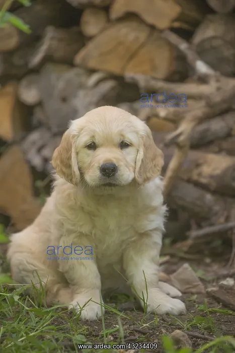  : Golden Retriever dog puppy outdoors