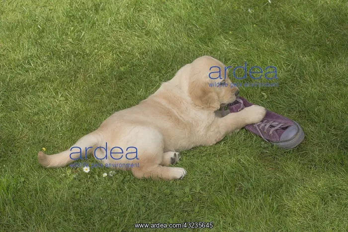  : Golden Retriever dog puppy outdoors