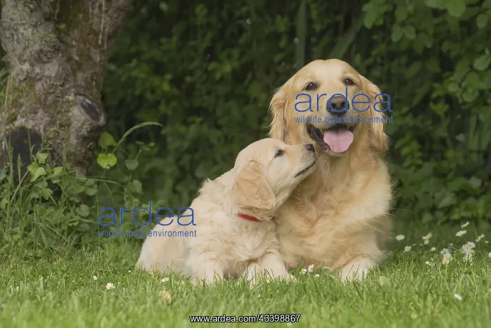 : Golden Retriever dog with puppy outdoors
