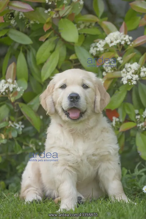  : Golden Retriever dog puppy outdoors