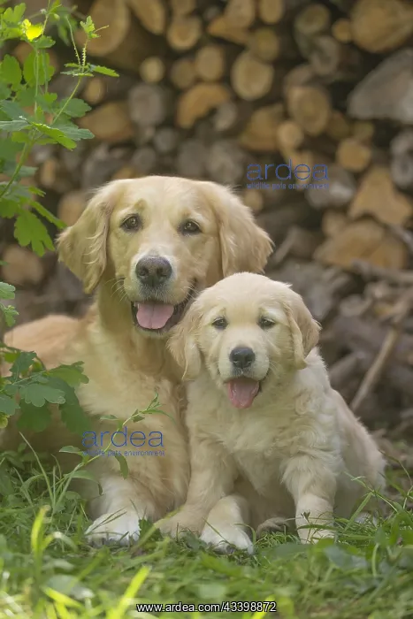 : Golden Retriever dog with puppy outdoors