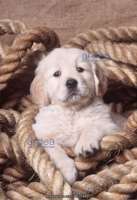 : GOLDEN RETRIEVER DOG - Puppy in rope : GOLDEN RETRIEVER DOG - Puppy in rope