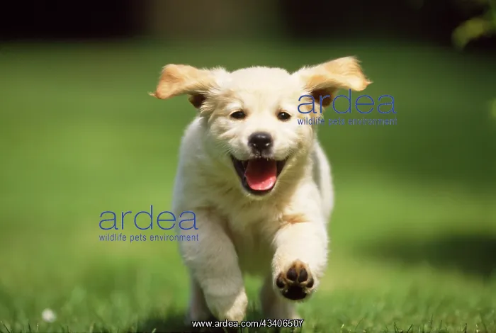 : Golden Retriever Dog - puppy running towards camera : Golden Retriever Dog - puppy running towards camera