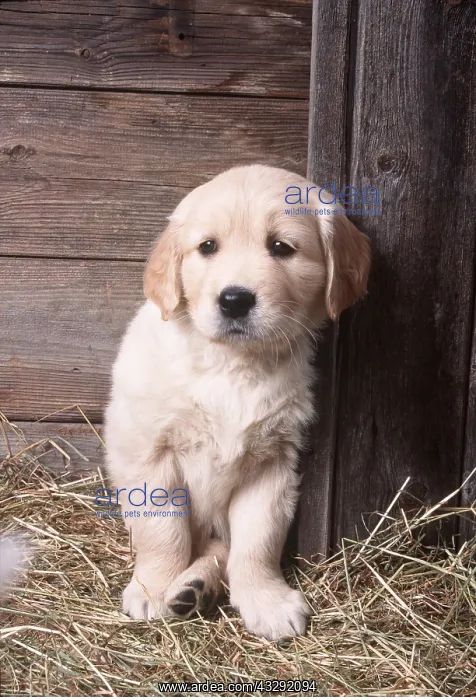 : Golden Retriever DOG - puppy seven weeks old standing : Golden Retriever DOG - puppy seven weeks old standing