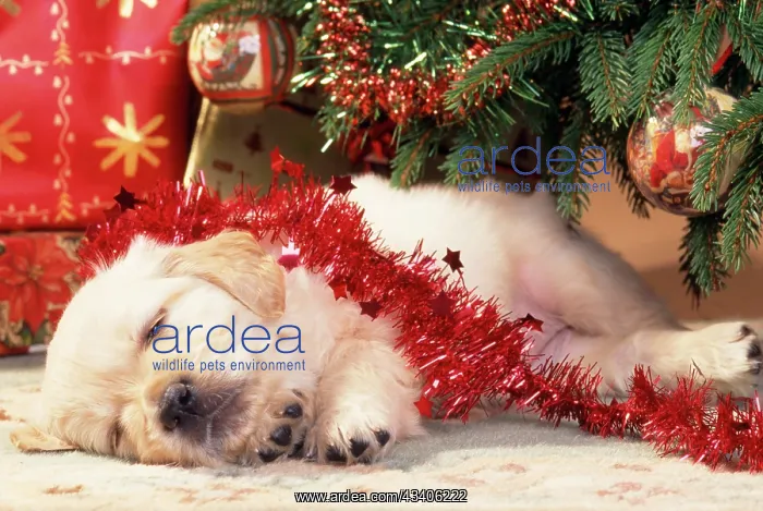 : Golden Retriever DOG - puppy sleeping under Christmas Tree : Golden Retriever DOG - puppy sleeping under Christmas Tree
