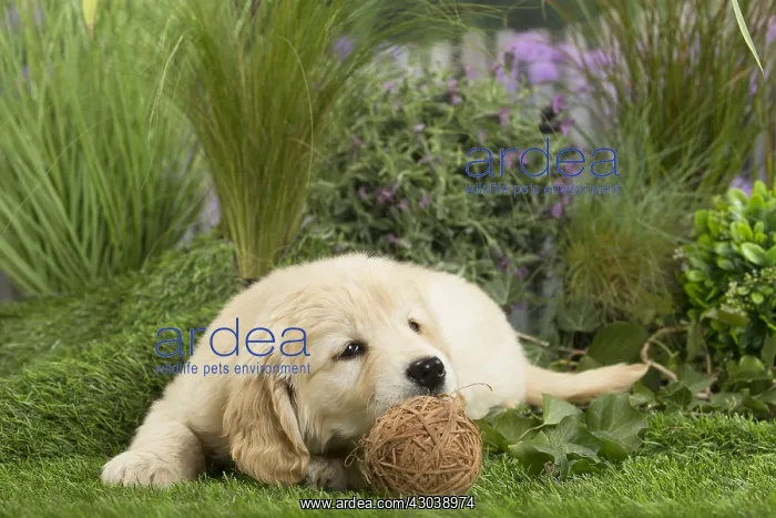  : Golden Retriever Dog puppy with toy ball