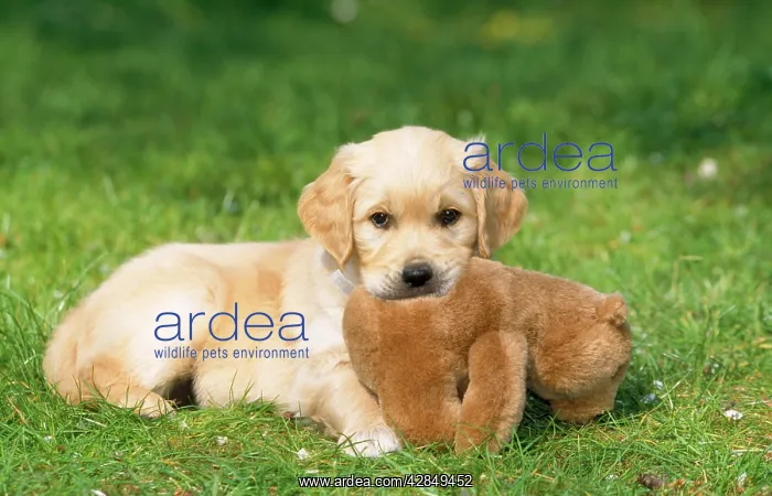  : Golden Retriever Dog - puppy with toy on grass