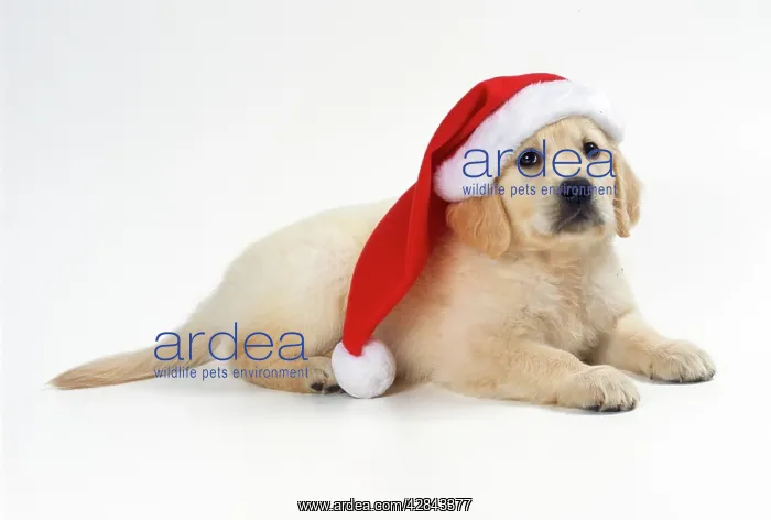 : Golden Retriever Dog - puppy wearing Christmas hat : Golden Retriever Dog - puppy wearing Christmas hat