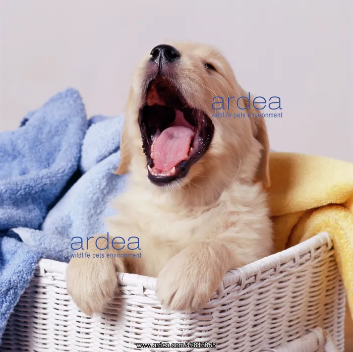 : Golden Retriever Dog - Puppy yawning in laundry basket : Golden Retriever Dog - Puppy yawning in laundry basket