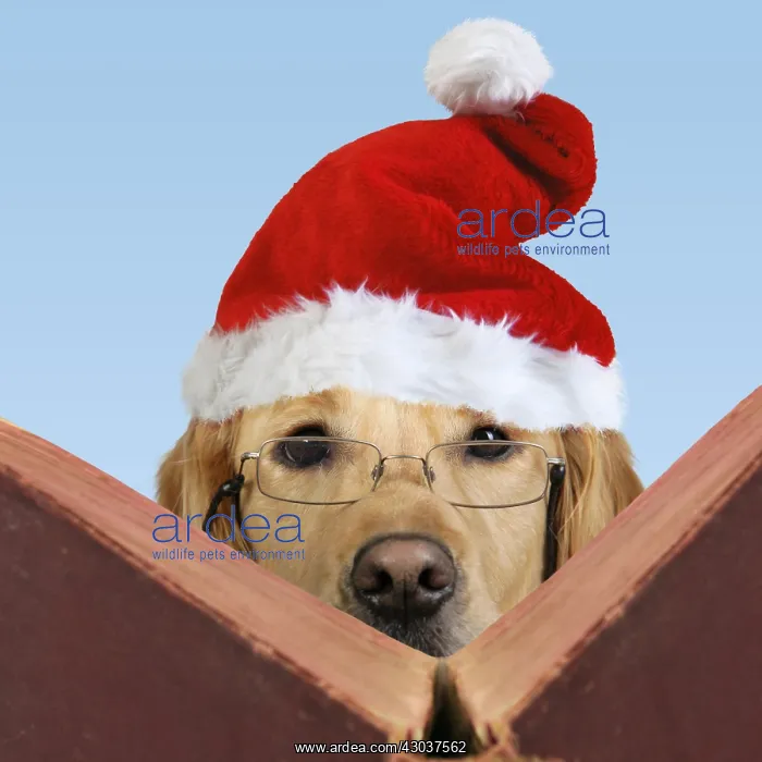 : Golden Retriever Dog reading book wearing glasses : Golden Retriever Dog reading book wearing glasses