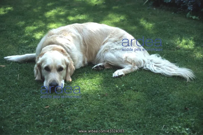 : GOLDEN RETRIEVER DOG - resting on grass : GOLDEN RETRIEVER DOG - resting on grass