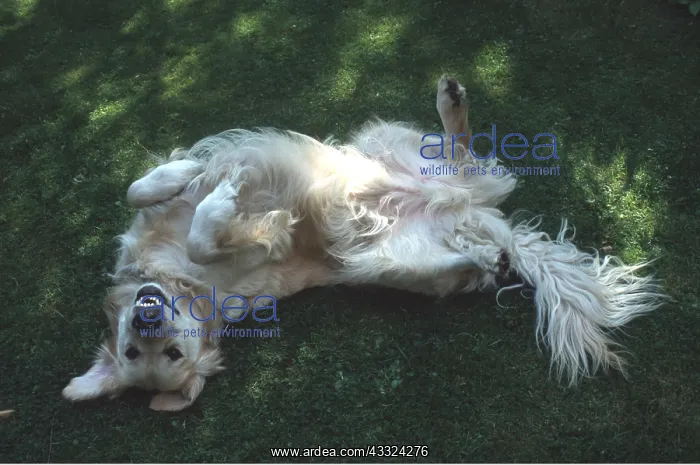 : GOLDEN RETRIEVER DOG - rolling on grass : GOLDEN RETRIEVER DOG - rolling on grass