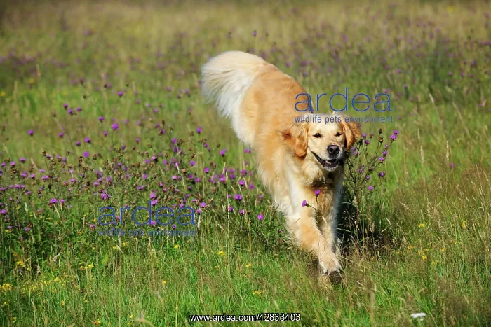 : Golden Retriever Dog - running through field : Golden Retriever Dog - running through field