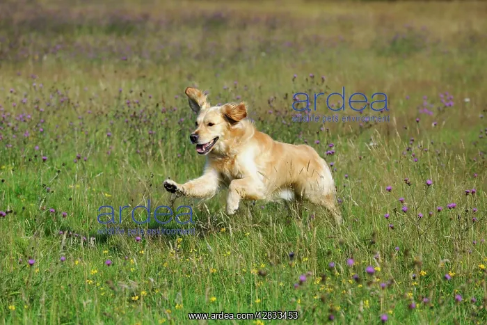 : Golden Retriever Dog - running through field : Golden Retriever Dog - running through field