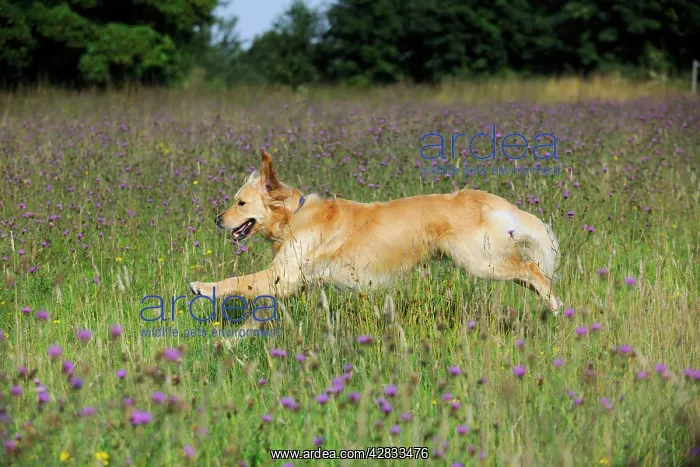 : Golden Retriever Dog - running through field : Golden Retriever Dog - running through field