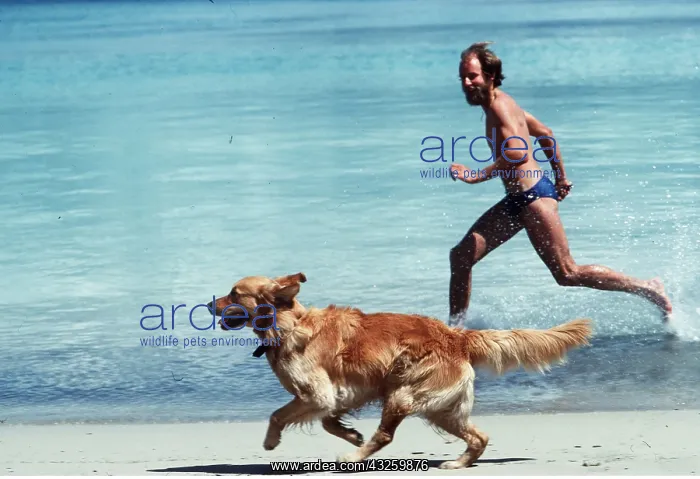 : GOLDEN RETRIEVER DOG - Runs with man on beach : GOLDEN RETRIEVER DOG - Runs with man on beach