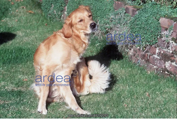 : GOLDEN RETRIEVER DOG - scratching : GOLDEN RETRIEVER DOG - scratching