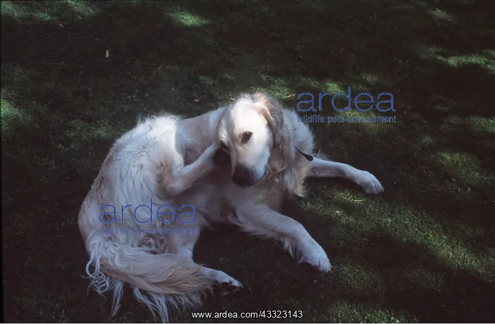 : GOLDEN RETRIEVER DOG - scratching : GOLDEN RETRIEVER DOG - scratching