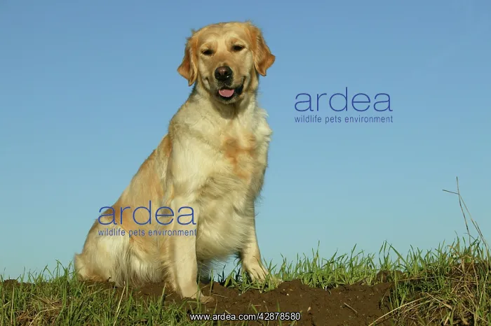  : Golden Retriever Dog - Sitting down