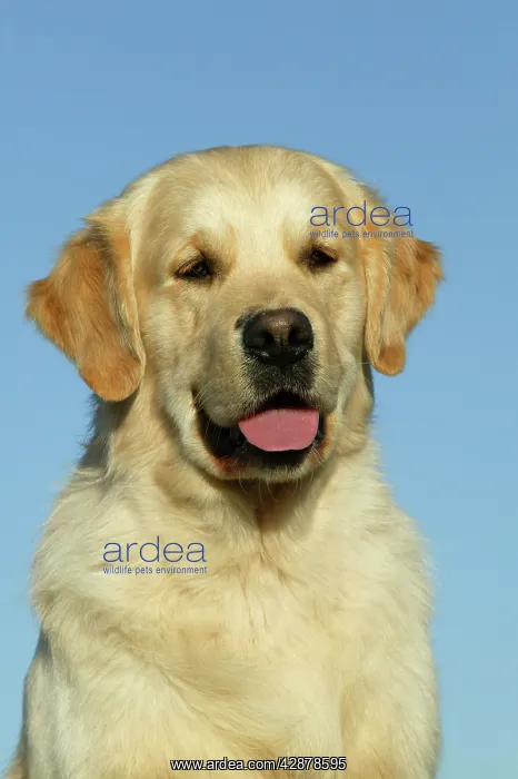  : Golden Retriever Dog - Sitting down