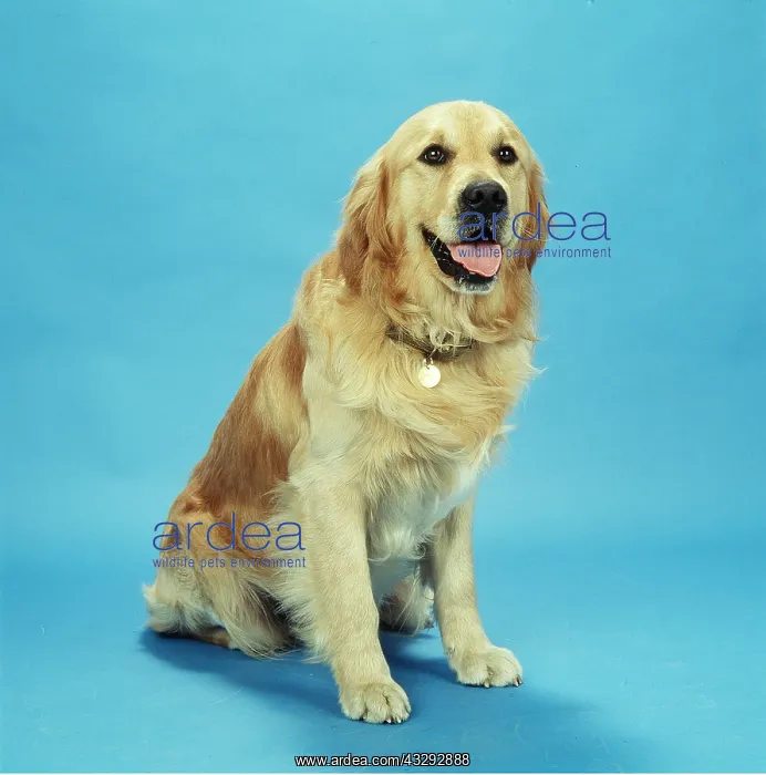 : GOLDEN RETRIEVER DOG - sitting : GOLDEN RETRIEVER DOG - sitting
