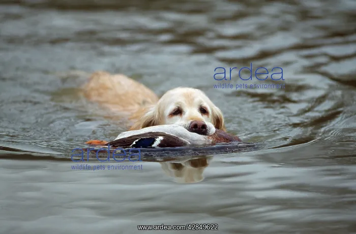 : Golden Retriever Dog - swimming with Mallard Duck in mouth : Golden Retriever Dog - swimming with Mallard Duck in mouth
