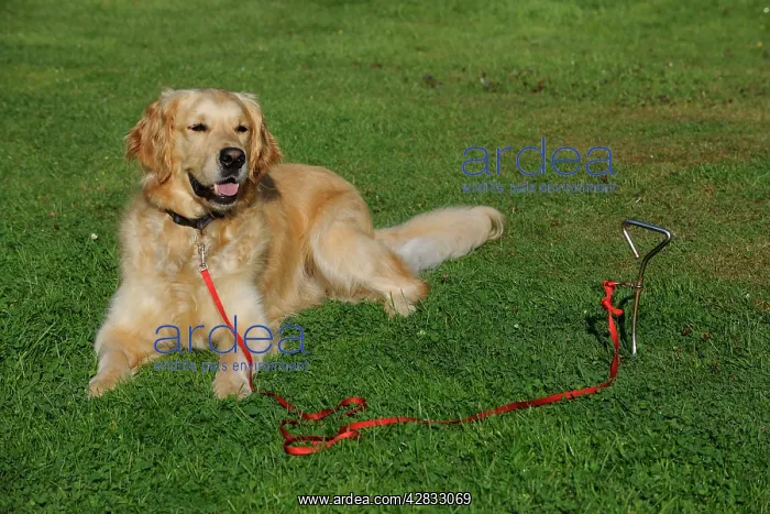  : Golden Retriever Dog - tied to stake in ground