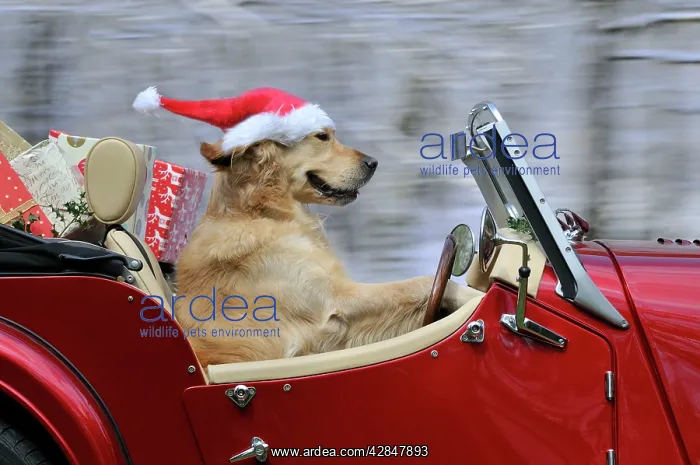 : Golden Retriever Dog - wearing Father Christmas : Golden Retriever Dog - wearing Father Christmas
